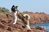 AKITA AMERICAIN 154